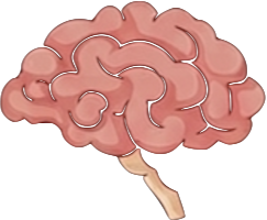 Brain