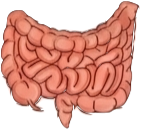 Intestines