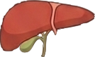 Liver
