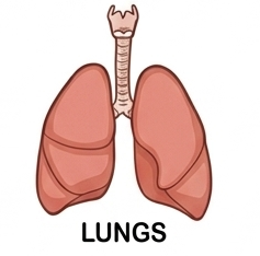 Lungs