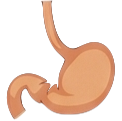 Stomach